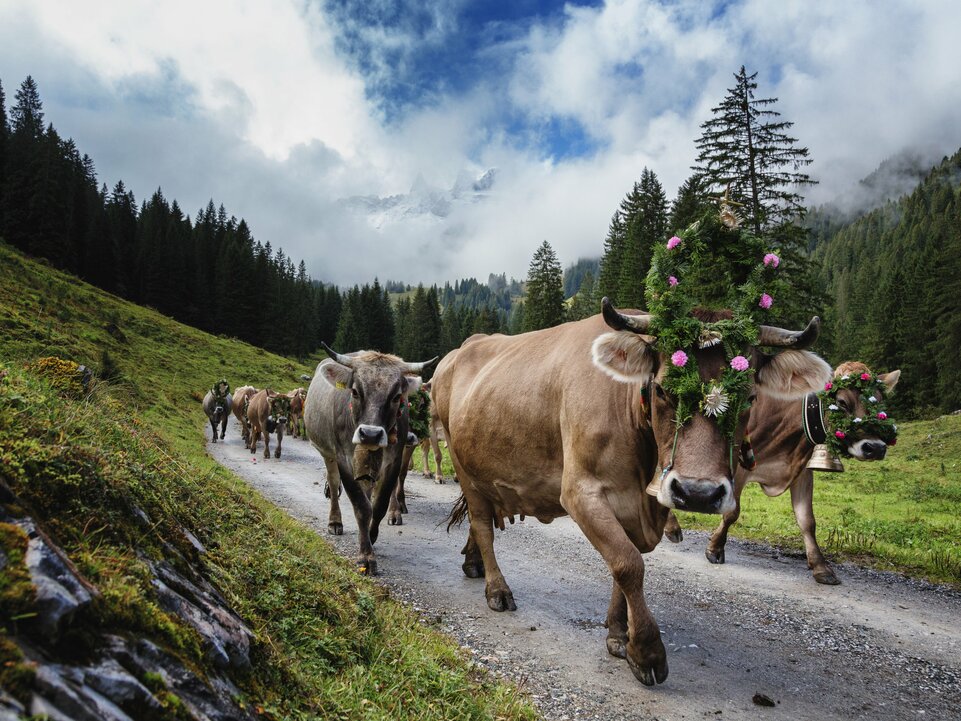 Alpabtrieb 2017 in Tschagguns | © Montafon Tourismus GmbH Schruns