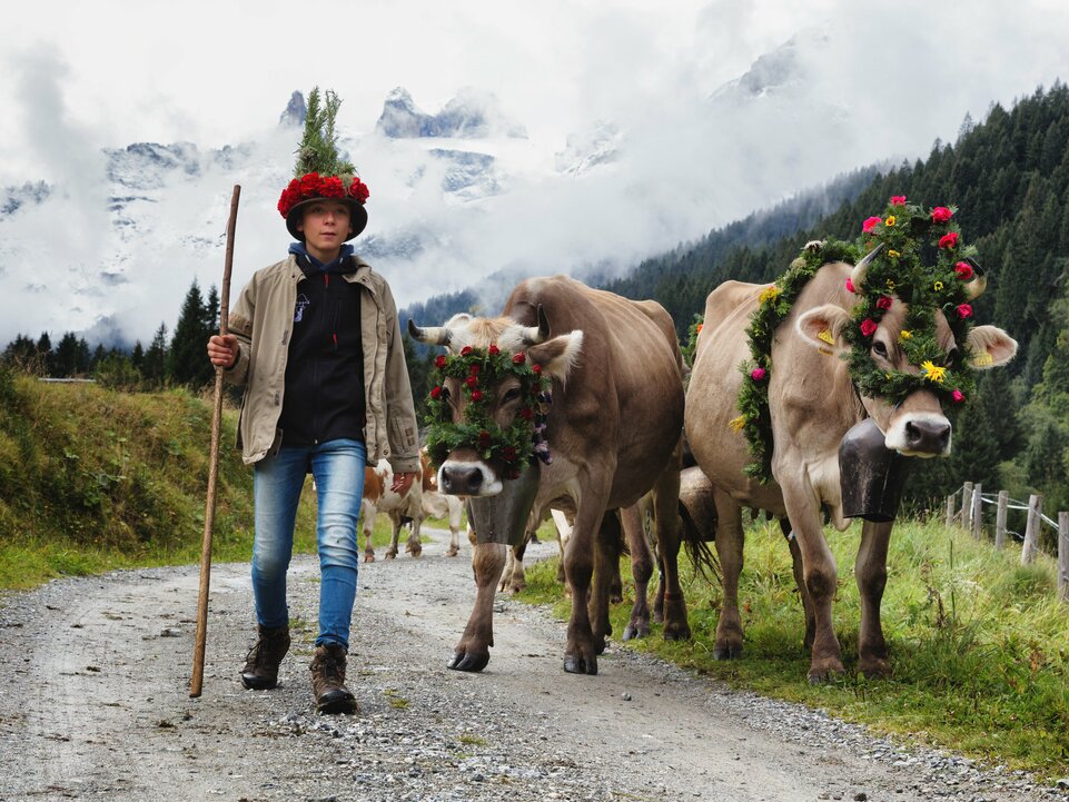 Alpabtrieb Alpe Spora | © Montafon Tourismus GmbH Schruns